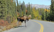 Moose crossing road